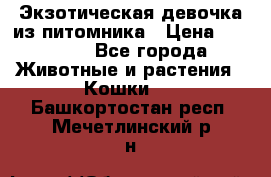 Экзотическая девочка из питомника › Цена ­ 25 000 - Все города Животные и растения » Кошки   . Башкортостан респ.,Мечетлинский р-н